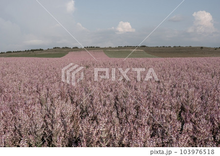 Field of Clary sage - Salvia Sclarea in bloom, cultivated to extract the essential oil and honey. Field with blossom sage plants during golden sunset, relaxing nature view. Close up. Selective focus. 103976518