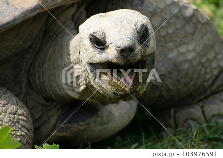 100 year old Aldabra giant tortoise, Geochelone gigantea, at Tiergarten Schonbrunn, Vienna, Austria 103976591