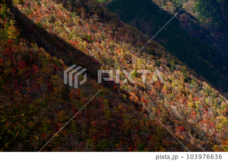 日差し入る全山紅葉 103976636