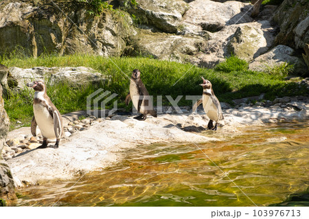 A family of Galapagos penguins walks in nature near a pond. A family of Galapagos penguins walks in nature near a pond. 103976713