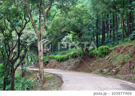 Concrete pathway to Kemmangundi amidst rain forest, Karnataka, India Concrete pathway to Kemmangundi amidst rain forest, Karnataka, India 103977409