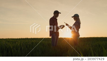 Two farmers - a man and a woman communicate against the background of a field of wheat at sunset 103977429