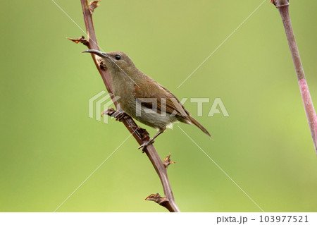 Vigors's sunbird, Aethopyga (siparaja) vigorsii, Female on a branch of a tree, Pune, India. Endemic to the Western Ghats of India. Vigors's sunbird, Aethopyga (siparaja) vigorsii, Female on a branch of a tree, Pune, India. Endemic to the Western Ghats of India. 103977521