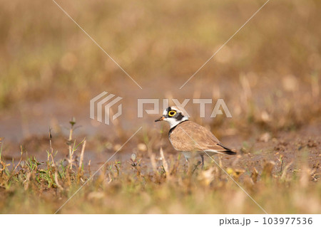 Little Ringed Plover, Charadrius dubius in a marshy area, Bhigwan, Maharshtra, India Little Ringed Plover, Charadrius dubius in a marshy area, Bhigwan, Maharshtra, India 103977536