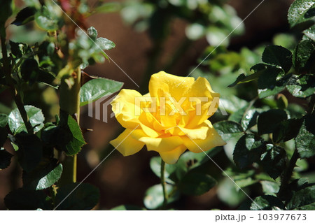 荒尾市　おもやい市民花壇　バラの花、 103977673