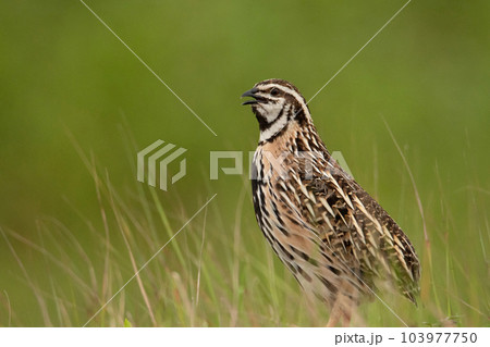 Rain Quail, Coturnix coromandelica, shot during the monsoons amidst the lush green grass, Pune, India 103977750