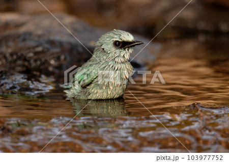 Verditer Flycatcher, Eumyias thalassinus, taking a bath, Pune, India 103977752