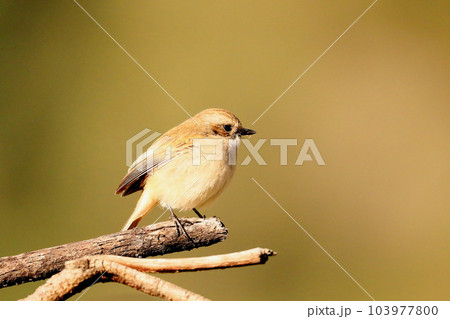 Russet Sparrow on a branch, Passer rutilans, Sattal, Uttarakhand, India Russet Sparrow on a branch, Passer rutilans, Sattal, Uttarakhand, India 103977800