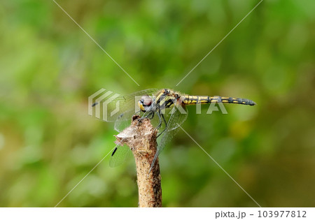 Female Black Stream Glider Dragonfly- Trithemis festiva, Sindhudurg, Maharashtra, India 103977812