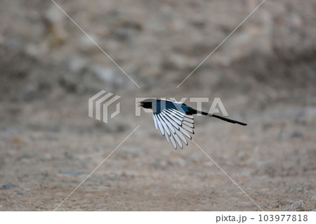 Eurasian Magpie in flight,  Pica pica, Ladakh, Jammu Kashmir, India 103977818