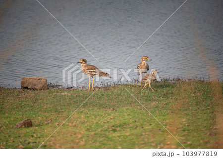 Family of  Indian stone-curlew or Indian thick-knee  , Burhinus indicus, Ranthambore National Park, Rajasthan, India 103977819