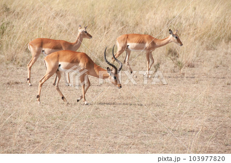 Herd of Impala, Aepyceros melampus,, Masai mara National Reserve, Kenya, Africa 103977820