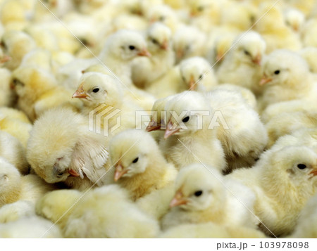 Group of yellow chicks crowded together 103978098