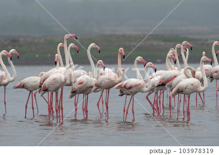 Group of greater flamingoes, Phoenicopterus roseus, India Group of greater flamingoes, Phoenicopterus roseus, India 103978319