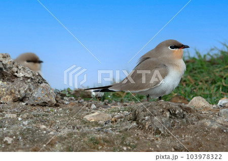 The small pratincole, little pratincole, or small Indian pratincole, Glareola lactea, India The small pratincole, little pratincole, or small Indian pratincole, Glareola lactea, India 103978322