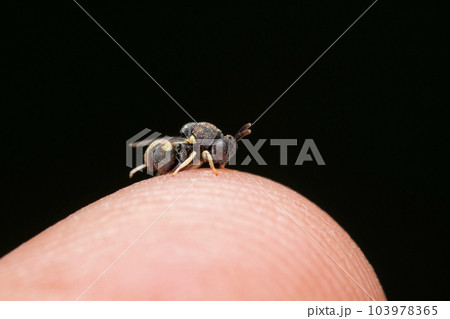 Neotrophical parasitoid wasp on finger, Brachymeria mochica, Satara, Maharashtra, India Neotrophical parasitoid wasp on finger, Brachymeria mochica, Satara, Maharashtra, India 103978365