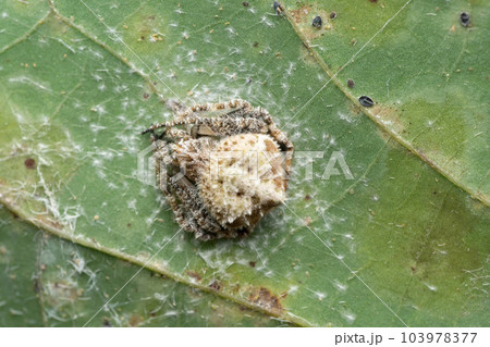 Poop Mimic Orb Weaver, Eriovixia laglaizei,  Satara, Maharashtra, India 103978377
