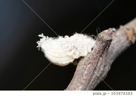 Snow fungus, Postia sericeomollis, Satara, Maharashtra, India 103978383