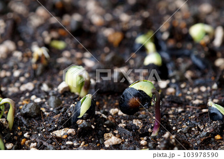丹波黒(くろまめ)発芽 拡大 6月中旬 丹波黒(くろまめ)発芽 拡大 6月中旬 103978590
