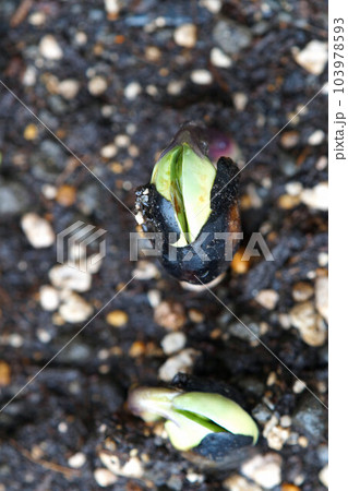 丹波黒(くろまめ)発芽 拡大 6月中旬 丹波黒(くろまめ)発芽 拡大 6月中旬 103978593