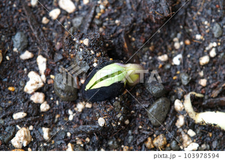 丹波黒(くろまめ)発芽 拡大 6月中旬 丹波黒(くろまめ)発芽 拡大 6月中旬 103978594
