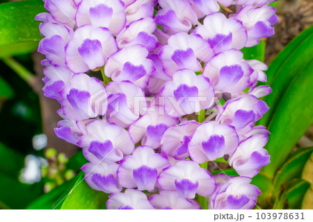 close-up Purple orchid bunch, (Aerides rosea Lodd. ex Lindl.  Paxton).  in the green forest 103978631