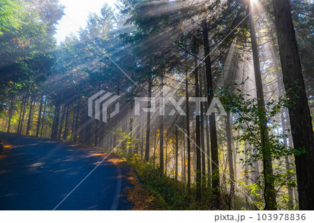 【光芒素材】森に差し込む光【長野県】 【光芒素材】森に差し込む光【長野県】 103978836