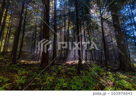 【光芒素材】森に差し込む光【長野県】 103978841