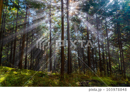 【光芒素材】森に差し込む光【長野県】 103978848