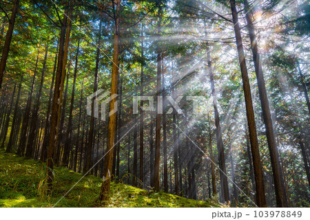 【光芒素材】森に差し込む光【長野県】 【光芒素材】森に差し込む光【長野県】 103978849