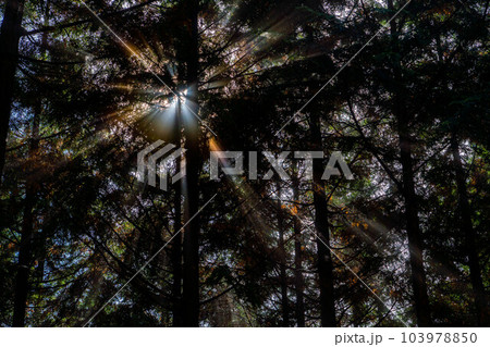 【光芒素材】森に差し込む光【長野県】 【光芒素材】森に差し込む光【長野県】 103978850