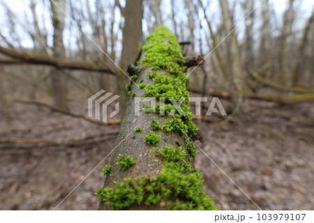 moss in the spring forest, macro forest moss in the spring forest, macro forest 103979107