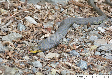 Yamakagashi like Tsuchinoko - Stock Photo [103979421] - PIXTA