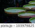池に浮かぶ大きな葉の植物　オオオニバスの葉 103979825