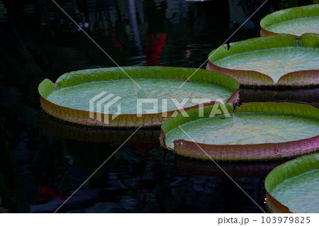 池に浮かぶ大きな葉の植物 オオオニバスの葉 池に浮かぶ大きな葉の植物 オオオニバスの葉 103979825