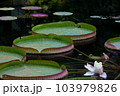 池に浮かぶ大きな葉の植物　オオオニバスの葉 103979826