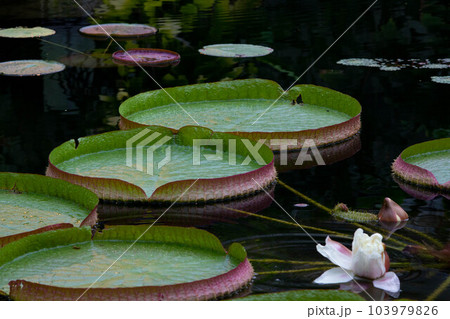 池に浮かぶ大きな葉の植物 オオオニバスの葉 池に浮かぶ大きな葉の植物 オオオニバスの葉 103979826