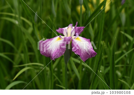 かわいい花菖蒲 かわいい花菖蒲 103980108