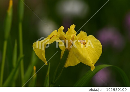 黄色花菖蒲 103980109