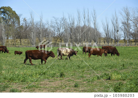 Cattle raising in pampas countryside, La Pampa province, Argentina. 103980203
