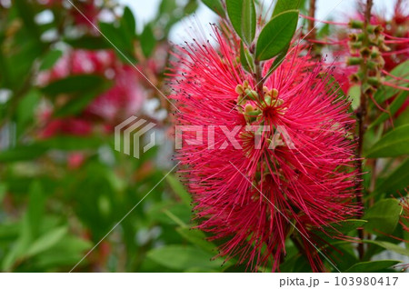 ブラシノキ（金宝樹）カリステモン　bottlebrush 103980417