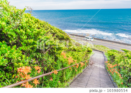 （静岡県）静岡県最南端・御前崎海岸に咲く黄色い花 103980554