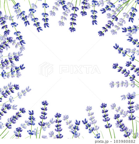 Watercolor frame with lavender illustration isolated on white background. Detail of beauty products and botany set, cosmetology and medicine. For designers, spa decoration, postcards, wrapping paper, Watercolor frame with lavender illustration isolated on white background. Detail of beauty products and botany set, cosmetology and medicine. For designers, spa decoration, postcards, wrapping paper, 103980882