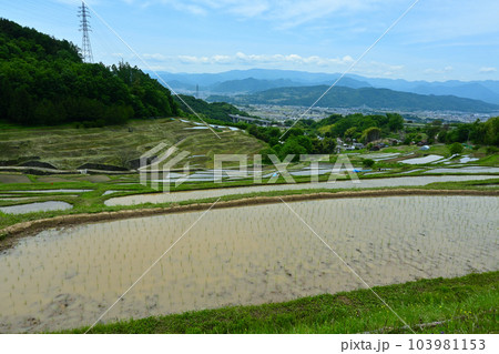 棚田の田植え 棚田の田植え 103981153