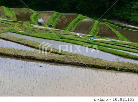 棚田の田植え 棚田の田植え 103981155