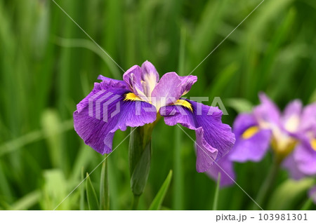 紫の花菖蒲 103981301