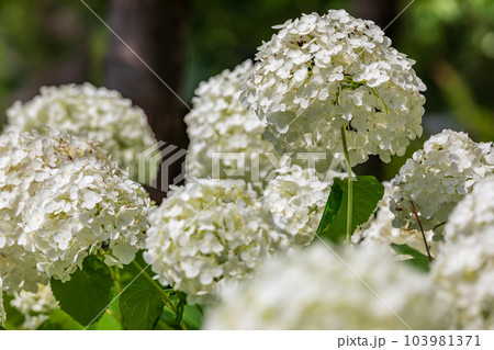 紫陽花 紫陽花 103981371
