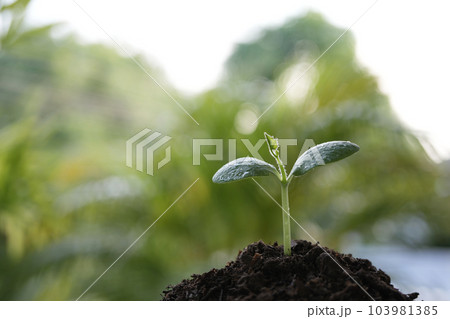 Small plant sprout growing with dews Small plant sprout growing with dews 103981385