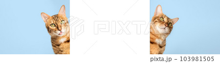 Two cats peek out from behind a white wall. Two cats peek out from behind a white wall. 103981505