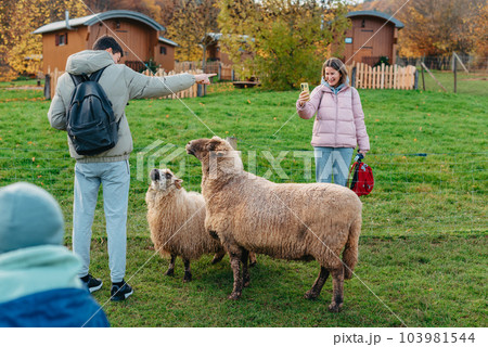 Little caucasian boy feeding ram in a farm. Ram eating grains of cereal from the hands of a child. 103981544